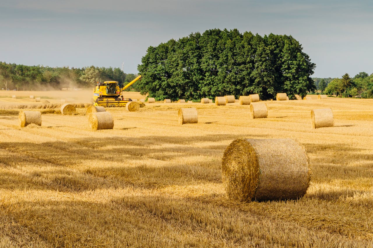 services-01 Scenic rural landscape of golden hay bales in a wheat field with a combine harvester at work under a clear sky.