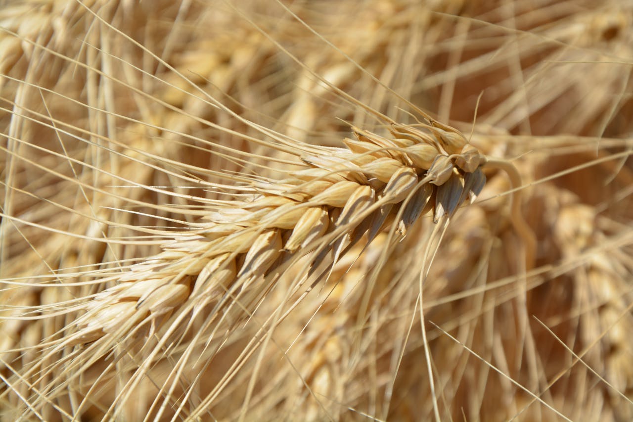 Detailed image of a ripe wheat ear showcasing golden kernels in a sunlit field.